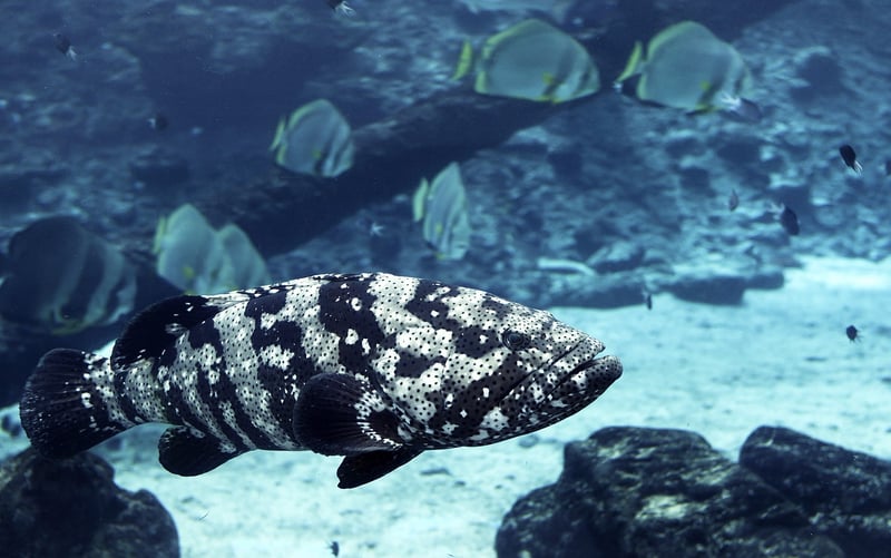 Underwater World